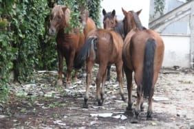 Atlara-eziyet-eden-2-supheliye-1-ay-hayvan-barinagi-gorevi-featured