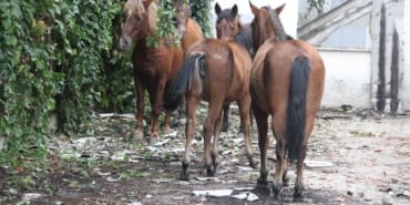 Atlara-eziyet-eden-2-supheliye-1-ay-hayvan-barinagi-gorevi-featured