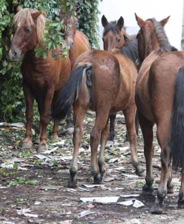 Atlara-eziyet-eden-2-supheliye-1-ay-hayvan-barinagi-gorevi-featured