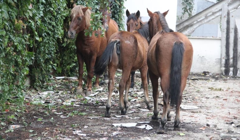 Atlara-eziyet-eden-2-supheliye-1-ay-hayvan-barinagi-gorevi-featured