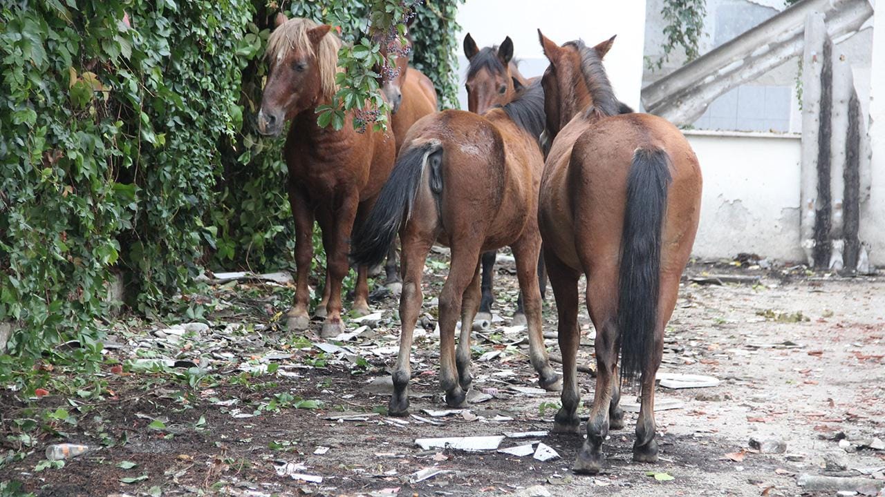 Atlara-eziyet-eden-2-supheliye-1-ay-hayvan-barinagi-gorevi-featured