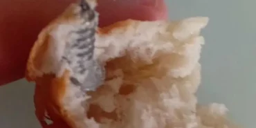 Elazig8217da-Ekmekten-Cikan-Saskinlik-Yaratti-Vatandas-Gorduklerine-Inanamadi-featured