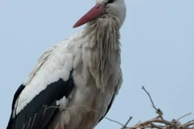 Kars8217ta-Baharin-Gelisi-Leyleklerle-Taclandi-featured