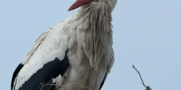 Kars8217ta-Baharin-Gelisi-Leyleklerle-Taclandi-featured