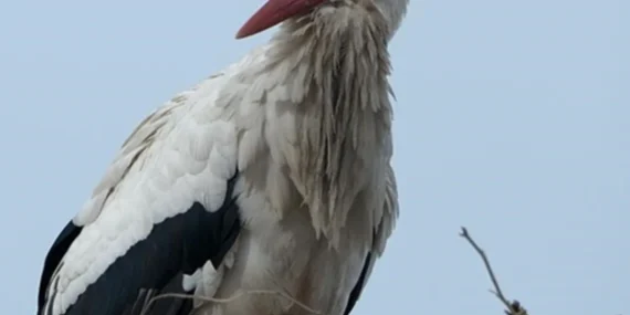 Kars8217ta-Baharin-Gelisi-Leyleklerle-Taclandi-featured