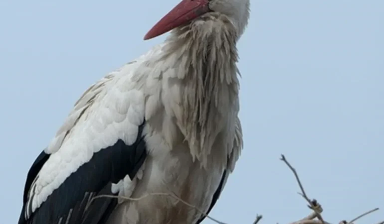 Kars8217ta-Baharin-Gelisi-Leyleklerle-Taclandi-featured