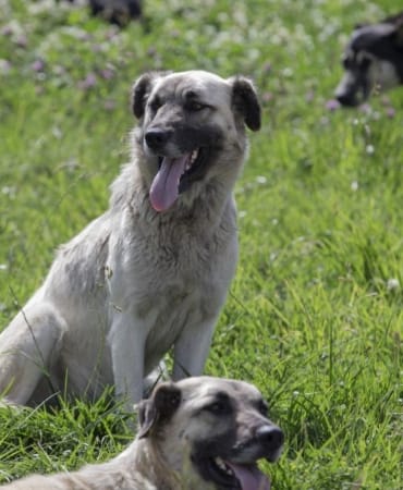 Kayseri8217de-Basibos-Kopek-Saldirisi-3-Yasindaki-Cocuk-Yaralandi-featured