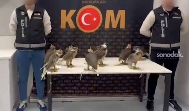 gokdogan-kuslarini-arap-seyhlerine-satacaklardi-bu-kuslarin-tanesi-100-bin-dolar-ZNIEIjXd.jpg