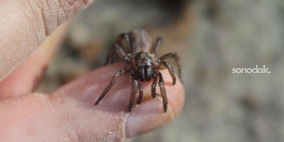 Peru’da bir adam vücuduna bağladığı yaklaşık 430 böceği kaçırmaya çalışırken yakalandı