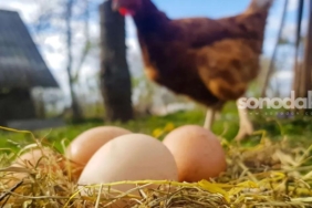 tavuk-eti-ve-yumurta-uretiminde-dusus-8vvXsQSB.jpg