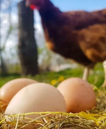 tavuk-eti-ve-yumurta-uretiminde-dusus-8vvXsQSB.jpg