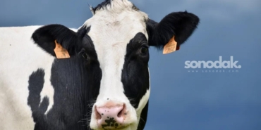 holstein-mi-jersey-mi-sut-veriminde-en-cok-tercih-edilen-sigir-irklari-arasindaki-fark-e57Q6DGI.jpg