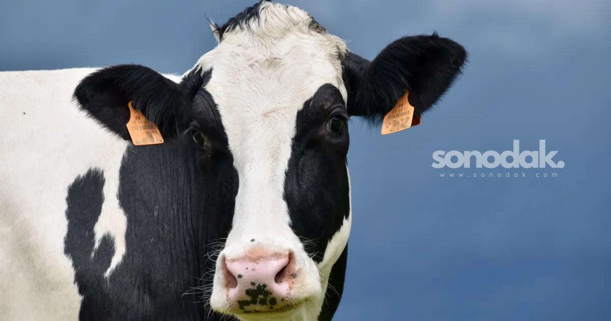 holstein-mi-jersey-mi-sut-veriminde-en-cok-tercih-edilen-sigir-irklari-arasindaki-fark-e57Q6DGI.jpg