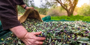 izmirde-milletlerarasi-zeytin-dorugu-13-ulkeden-uzmanlar-bulusuyor-PwgEL6i7.jpg