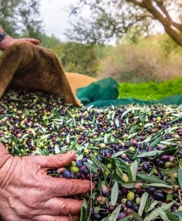izmirde-milletlerarasi-zeytin-dorugu-13-ulkeden-uzmanlar-bulusuyor-PwgEL6i7.jpg